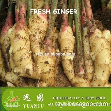 fresh ginger interesting products from china